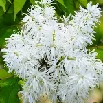 ヒトツバタゴ / なんじゃもんじゃ