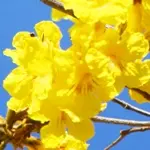 イペー / イッペー