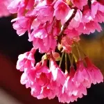 寒緋桜