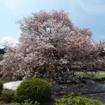 赤芽白花山桜