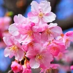 河津桜