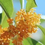 金木犀 / キンモクセイ