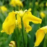 黄菖蒲 / キショウブ