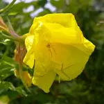 コマツヨイグサ