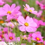 秋桜 / コスモス