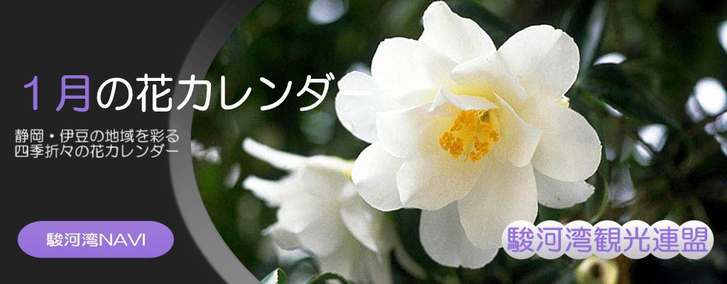 静岡の1月の花カレンダー