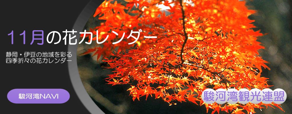 静岡の11月の花カレンダー