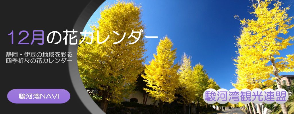 静岡の12月の花カレンダー