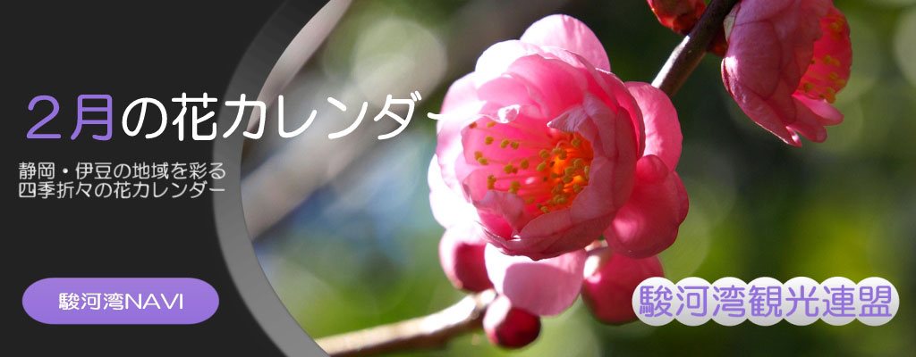 静岡の2月の花カレンダー