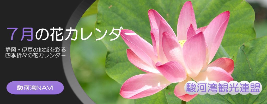 静岡の7月の花カレンダー