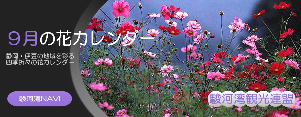 静岡の9月の花カレンダー