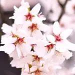 豆桜
