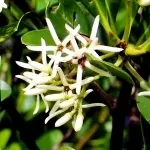 メヒルギ（マングローブ樹種）