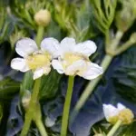 三島梅花藻 / ミシマバイカモ