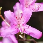 コバノミヤマツツジ