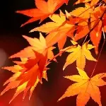 紅葉