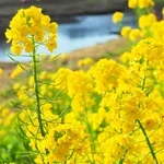 菜の花