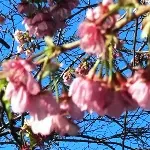 早咲き桜