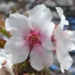 帯桜