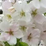 大島桜