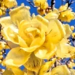 蝋梅 / ロウバイ