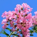 百日紅 / サルスベリ