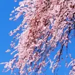 しだれ桜・八重桜