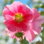 立葵 / タチアオイ