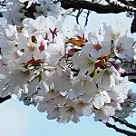ともえ桜