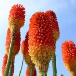 寒咲きトリトマ