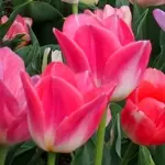 チューリップ