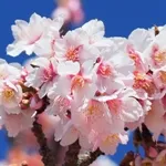 薄寒桜