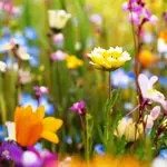 ワイルドフラワー