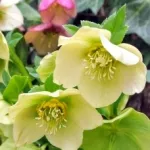 クリスマスローズ / ヘレボラス