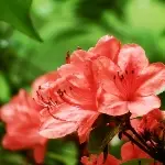 山躑躅 / ヤマツツジ