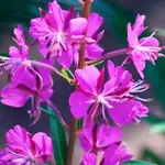 柳蘭 / ヤナギラン