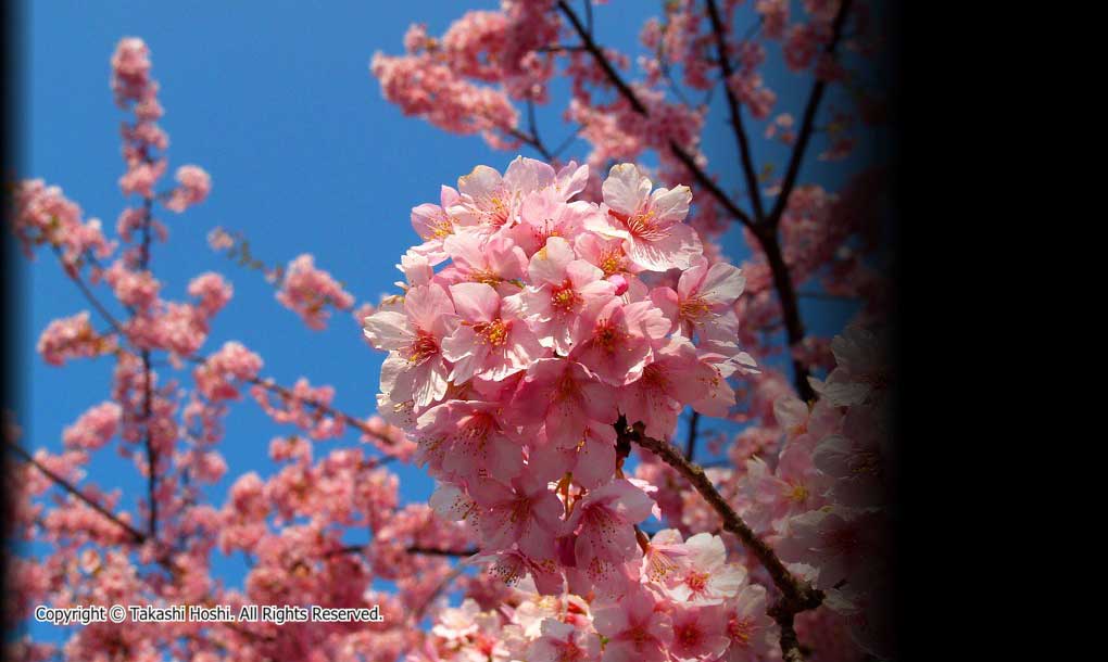 河津桜まつりの写真