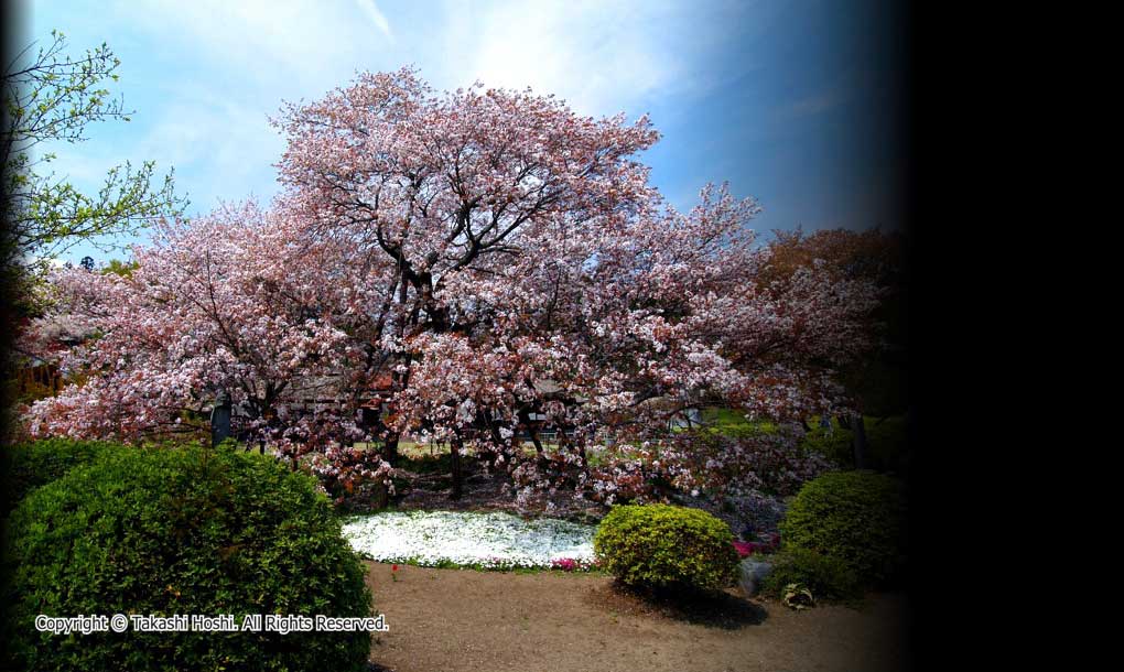 狩宿の下馬桜 富士宮市観光ガイド 駿河湾 百景