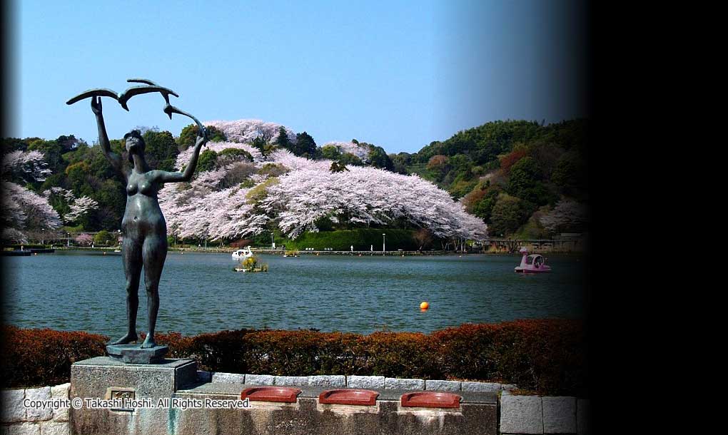 蓮華寺池公園