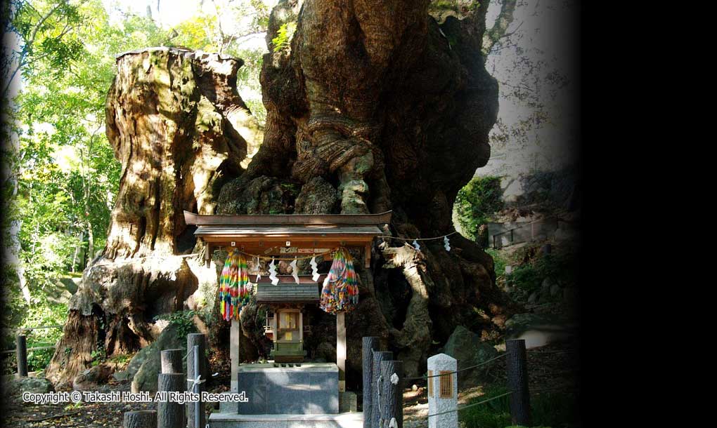 来宮神社の大楠