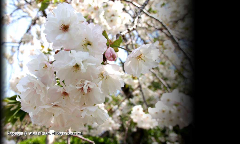 最福寺のしだれ桜の写真