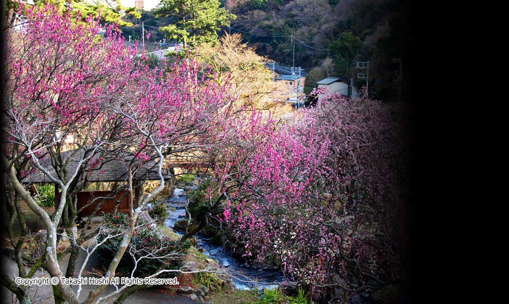 熱海梅園