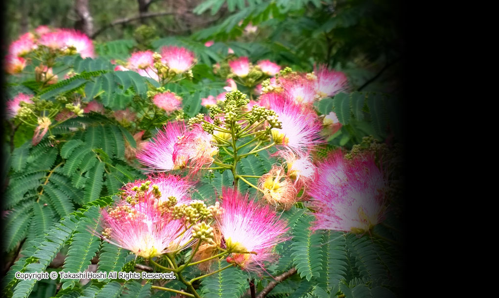 白砂公園