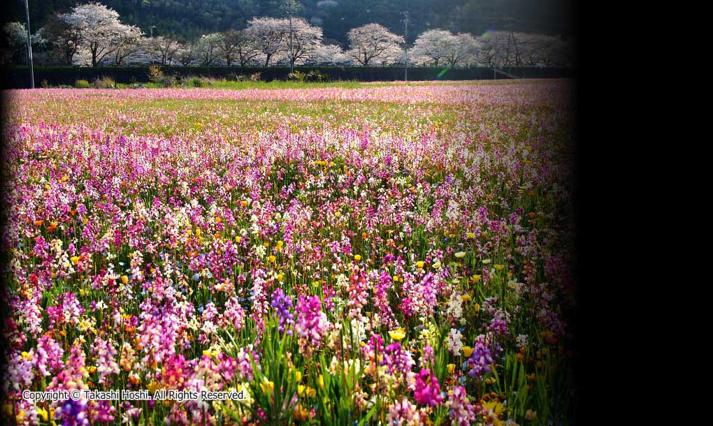 田んぼをつかった花畑