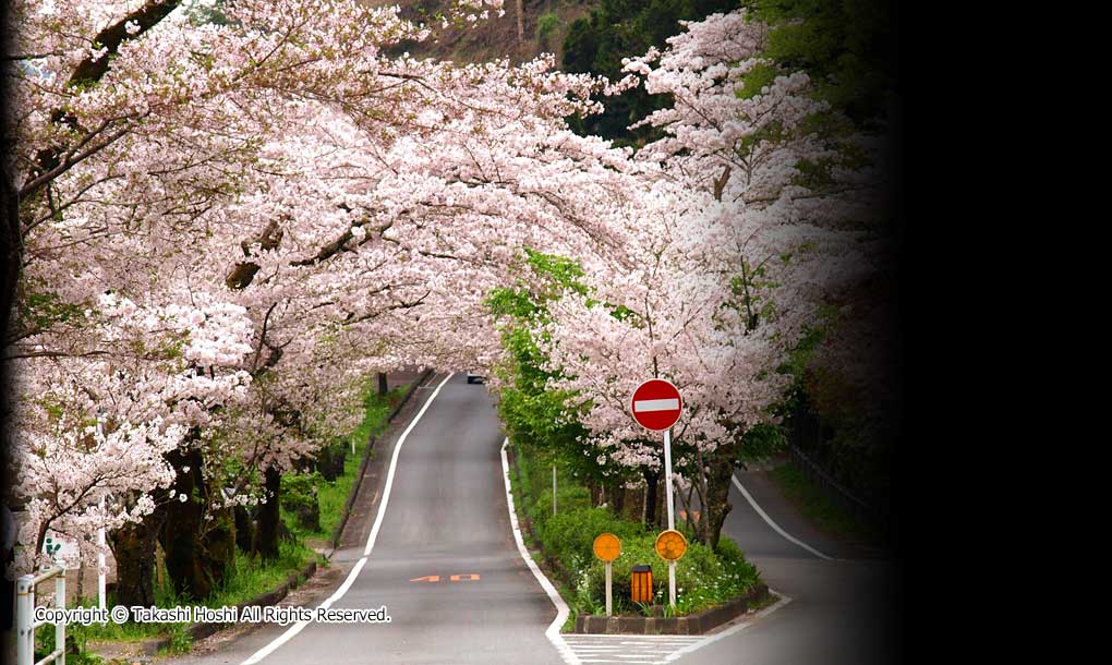 桜トンネル