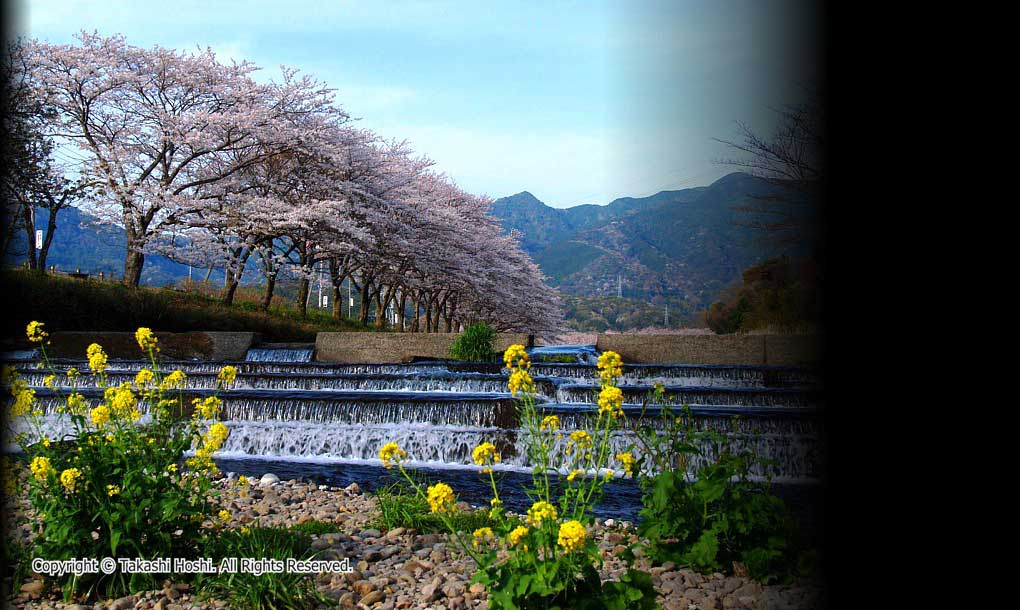 那賀川沿いの桜並木