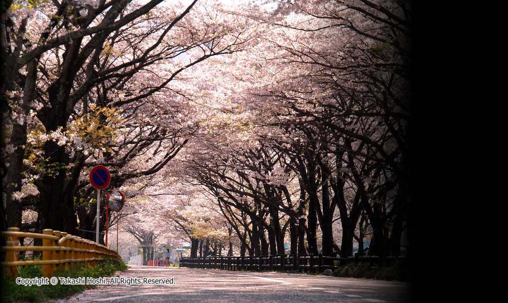 新桜トンネル