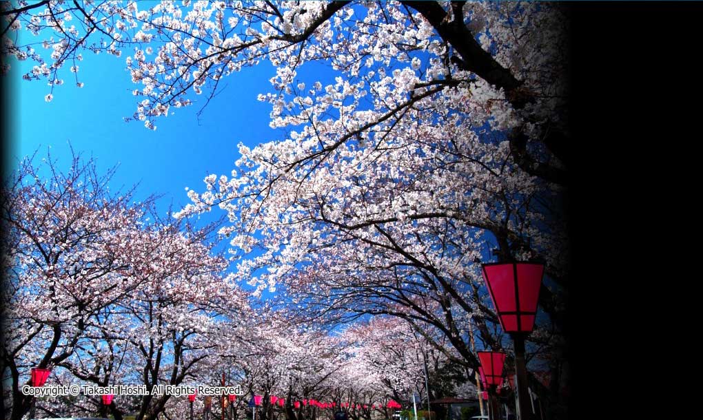 金比羅山・瀬戸川桜まつり