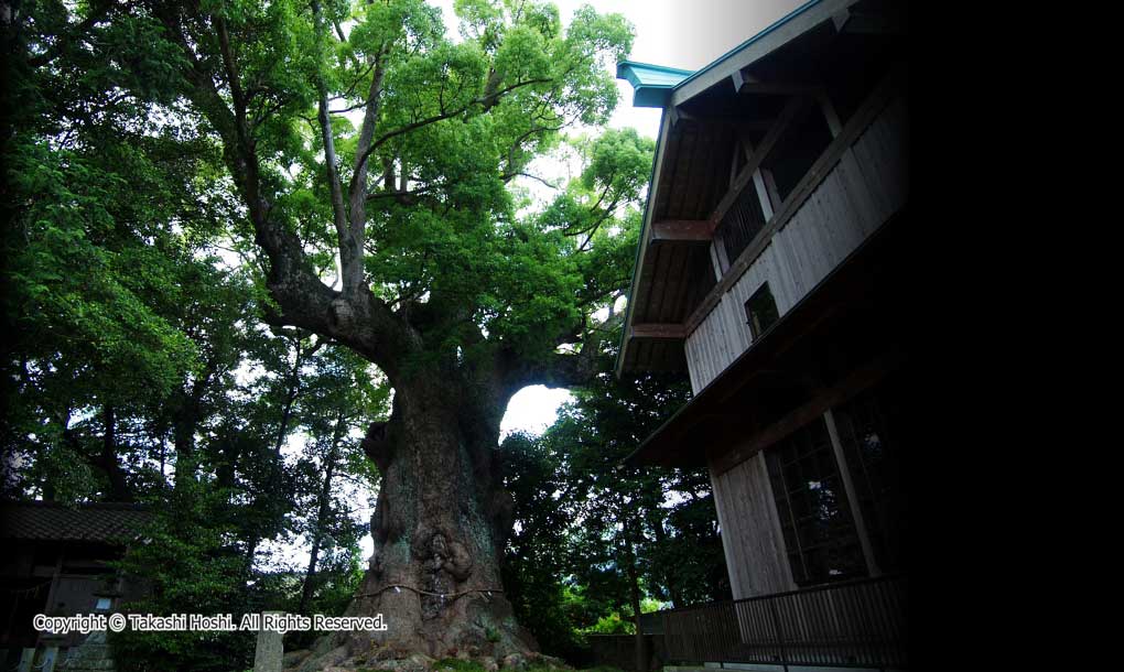 杉桙別命神社の大クス