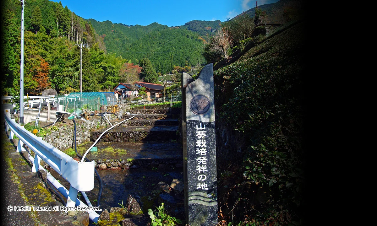 山葵栽培発祥の地